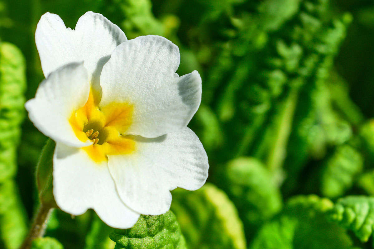 白い花の名前を春夏秋冬ごとに紹介！花言葉や育て方も解説の画像38