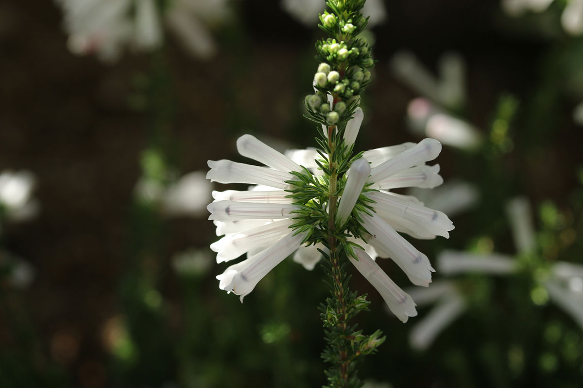 白い花の名前を春夏秋冬ごとに紹介！花言葉や育て方も解説の画像39
