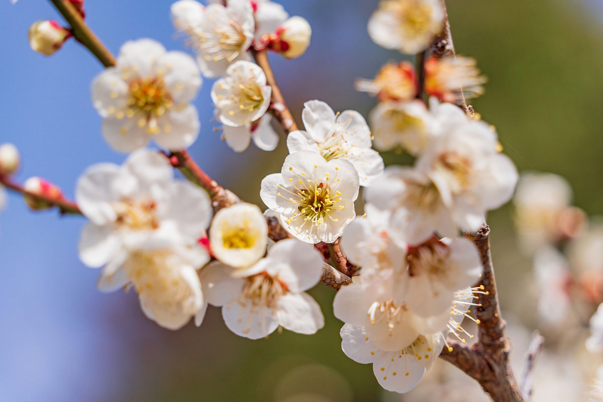 白い花の名前を春夏秋冬ごとに紹介！花言葉や育て方も解説の画像41