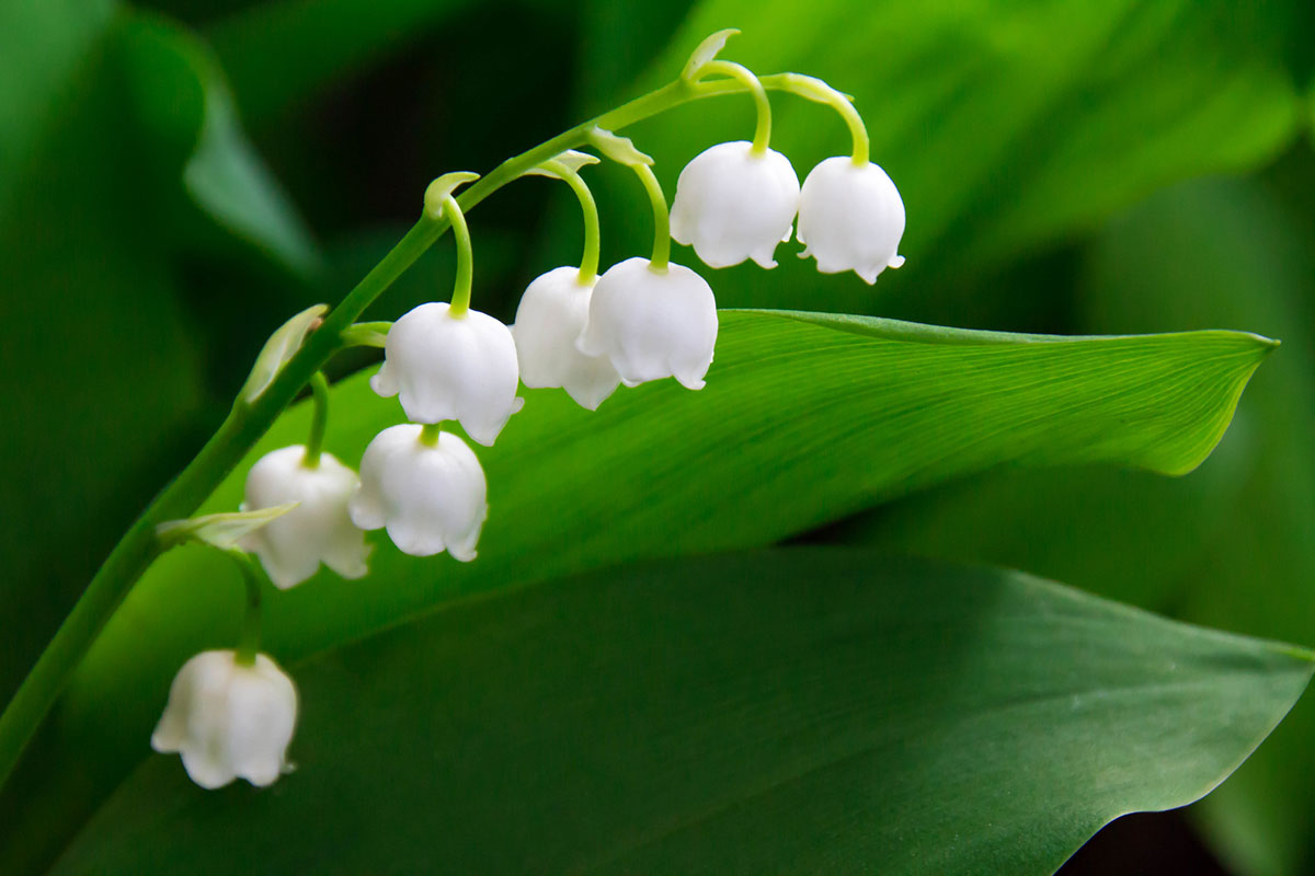 白い花の名前を春夏秋冬ごとに紹介！花言葉や育て方も解説の画像42